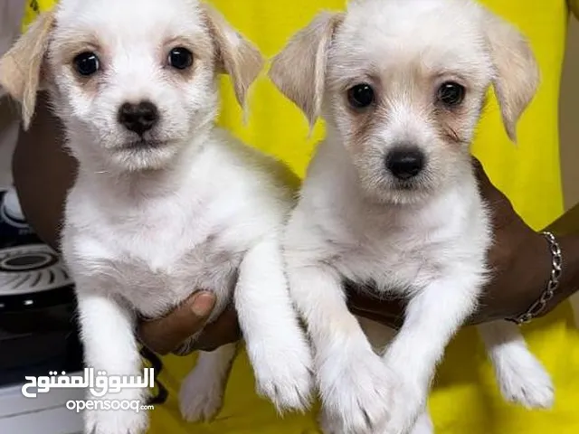 Havanese puppy