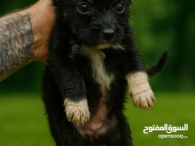 بيتبول ميكس مع سلالة ثانية مثل لابرادور أو ستاف ميكس مرغوب جدا جدا ( قابل للبدل )