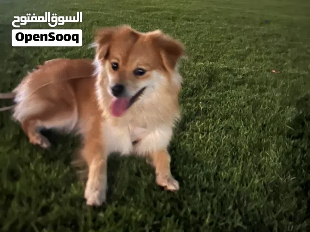 كلب جيواوه للبيع بيعه مستعجله الي يباها يكلمني واتساب