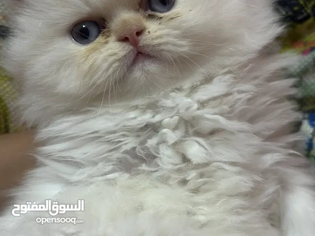ولدين هيمالايا بيرشن قمرات