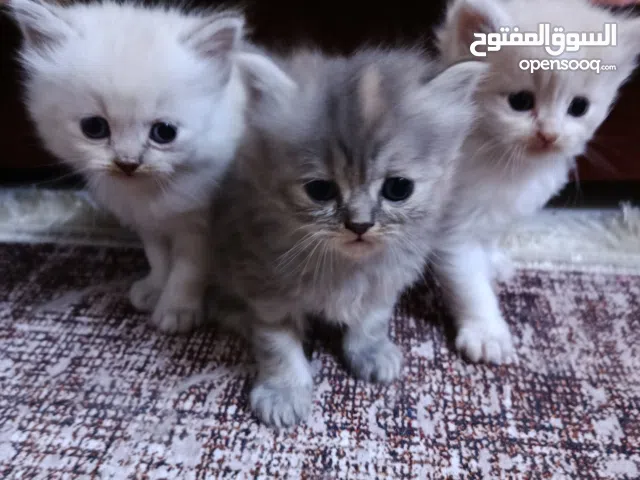 قطط شيرازي بيور بنين وبنات