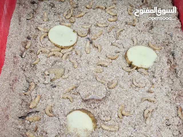 الدود القبابي عادي وسوبر mealworms, normal and super
