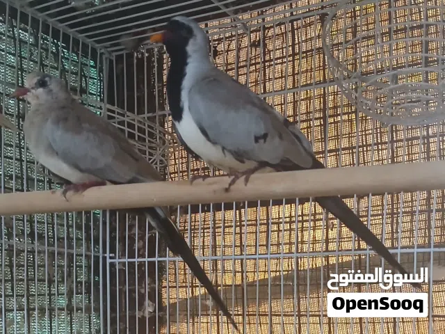 للبيع زوج يمام المقنع التفاصيل تحت في الوصف