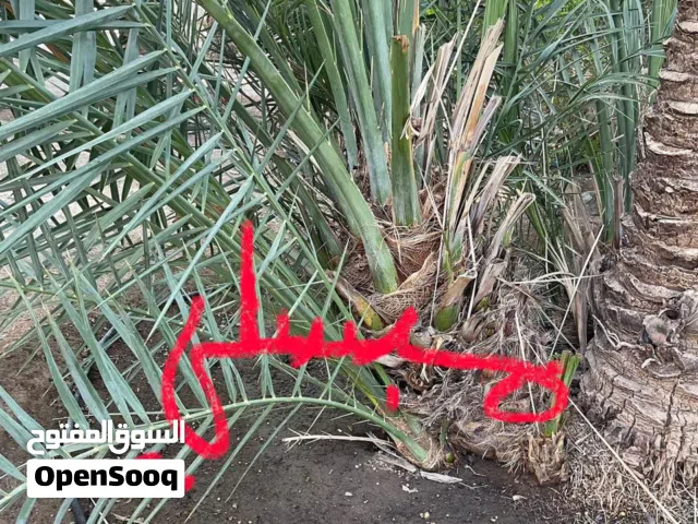 للبيع فسيلة نخلة مبسلي Mabsali Palm Offshoot for Sale