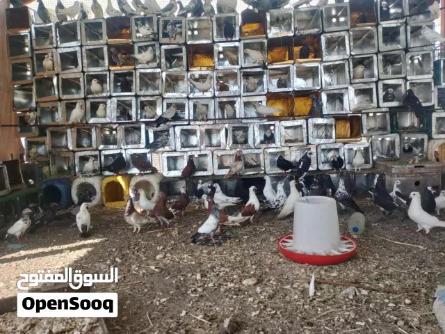 حمام مشكلة البيع جمله
