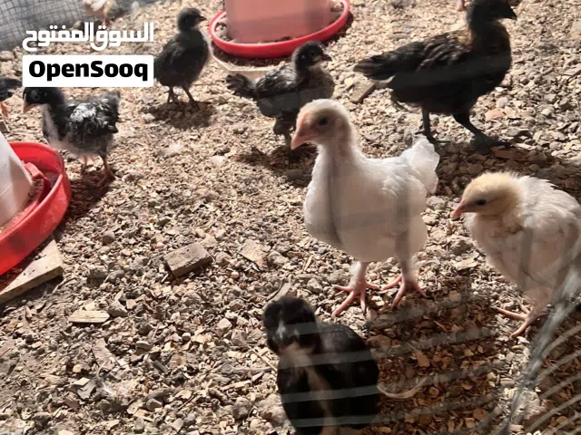 كتاكيت دجاج عرب مال بيت كبار .. تابع الوصف
