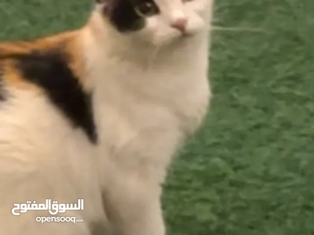 Cat for free adoption - قطه مع اطفالها للتبني
