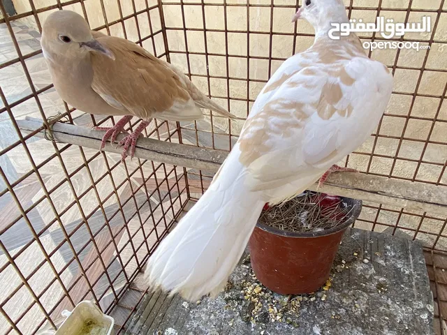 2 جوزين حمام كريم (يمام) للبيع جوز شغالات تحتهم بيض