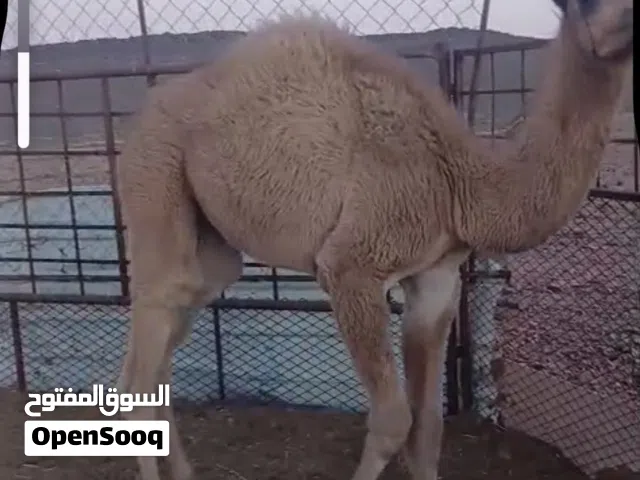 قعود للبيع