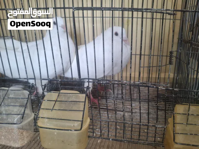 زوج لاحم حجم كبير