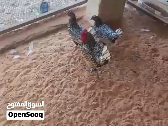 سبرايت أنيق