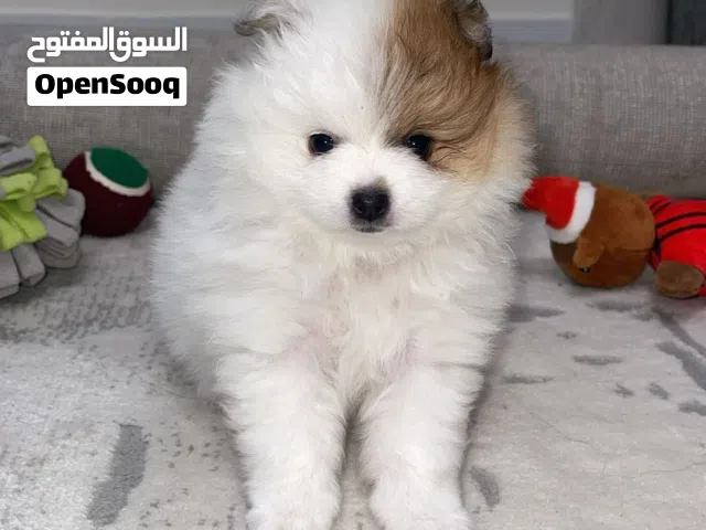 انتى بومارينيان تي كاب اقل من شهرين نشيطة تحب اللعب