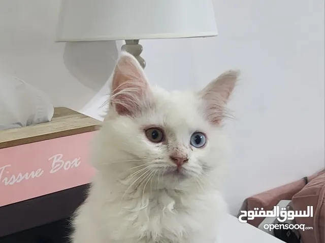 Turkish angora kittens