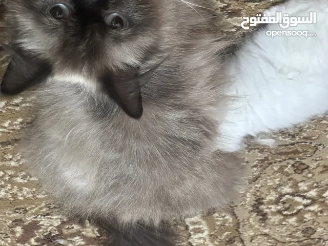هيمالايا انثى للتبني اكثر من بيع عمرها 9 اشهر مطعمه غير معقمه تاكل كل انواع الكل وتاخذ جميع المطاعي