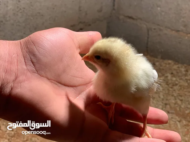 كتكوت تبارك الرحمن