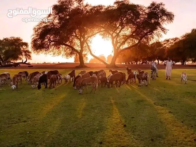 عندي ارض زراعية خلويه مشروع زراعي 200 فدان فيها آبار ارتوازيه وغرف مسوره بوكلن ارضيه مسطحه مسوره بوك