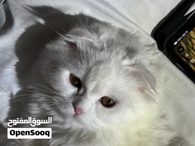 قط سكوتش فولد لونج هير للتزاوج