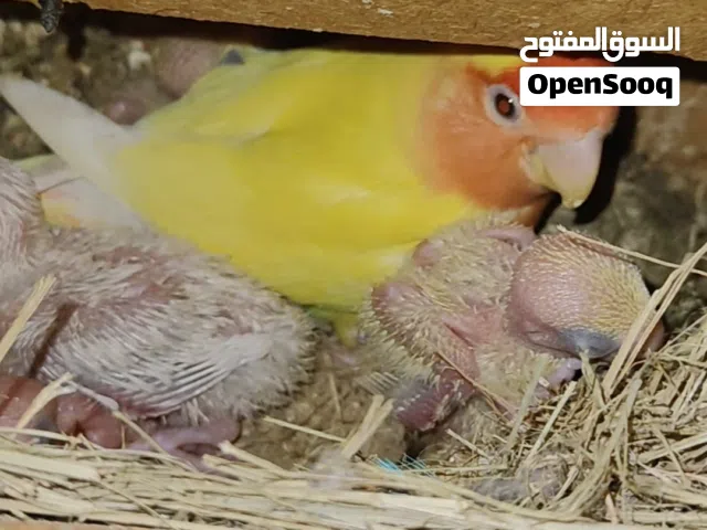 زوج غندورة جواهن فرخين اقرة الوصف جوة