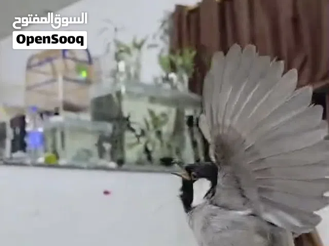 بلبل فحل الليف لعوب