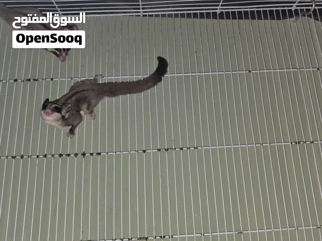 female sugar glider شوقر قلايدر نثية