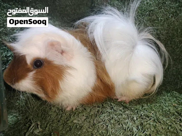 غنيا بيج في حلوان كلمني واتس