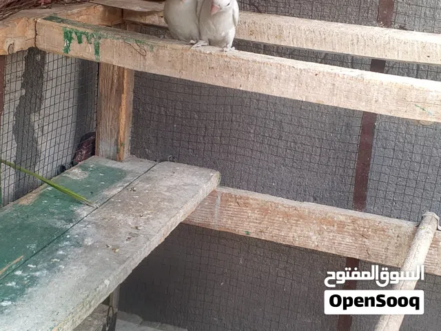 طيور فيشر