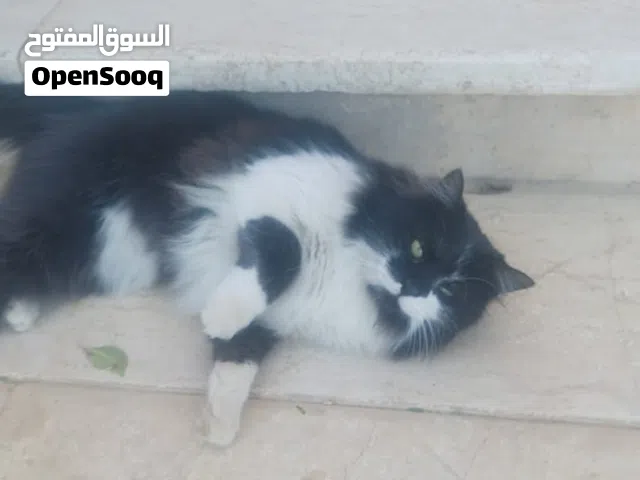 قط للتبني ذكر