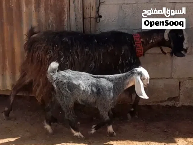 عنز سن جمع معها صخله عمر شهرين للبيع الموقع سحاب