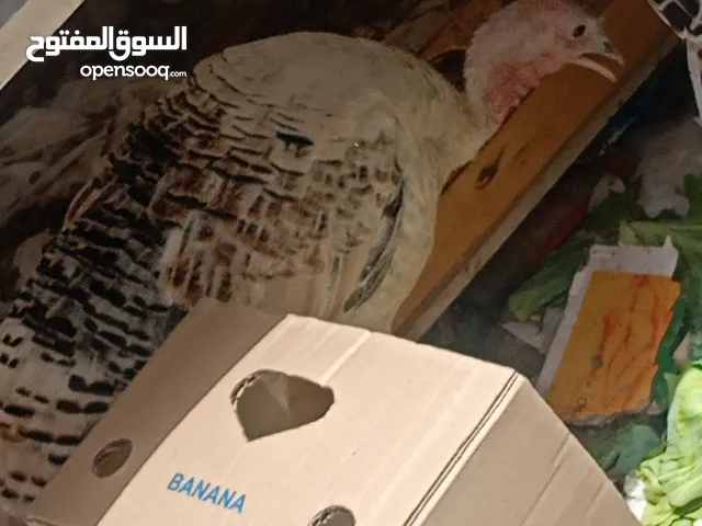 دجاج رومي للبيع