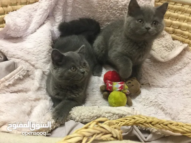 BRITISH SHORTHAIR KITTENS FOR FREE FOREVER ADOPTION