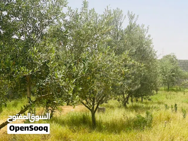ارض و استراحه في تاجوراء النشيع
