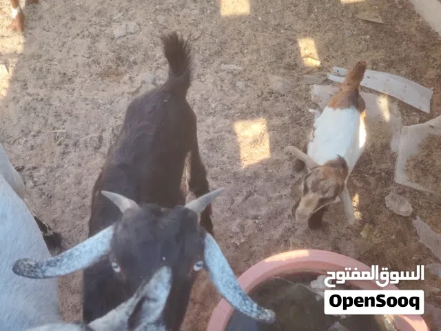 فحل اسود عمر 7 اشهر