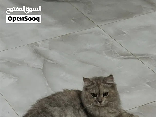 قطه شيرازيه