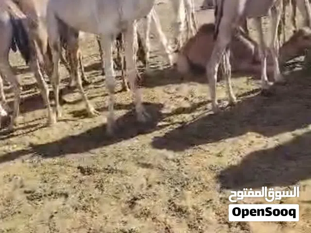 بل للبيع جمال قعدان قعود للبيع