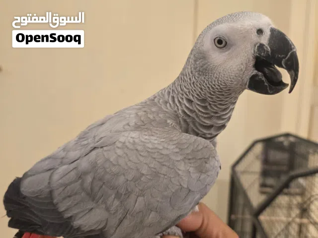كاسكو اليف متكلم