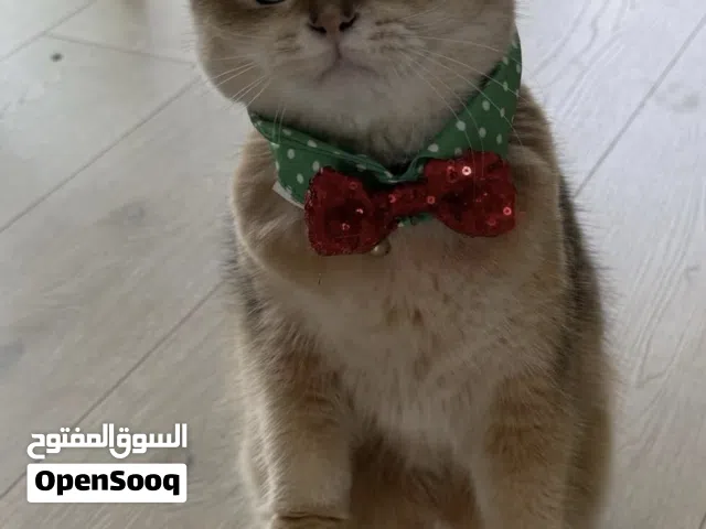 Scottish Fold For Sale