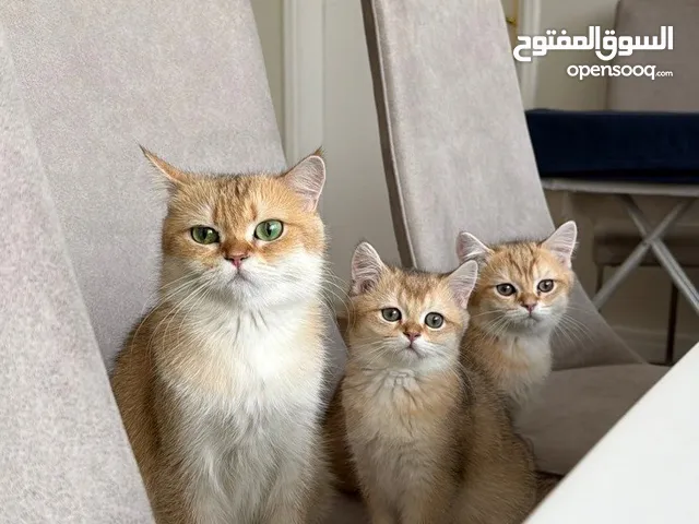 قطط جولد شورت هير برتش