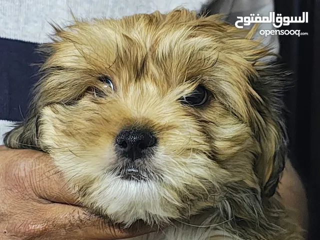 Adorable Puppy - 2 Months Old, Riyadh