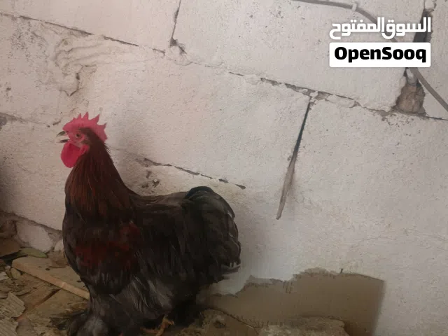 ديج كوشن للبيع