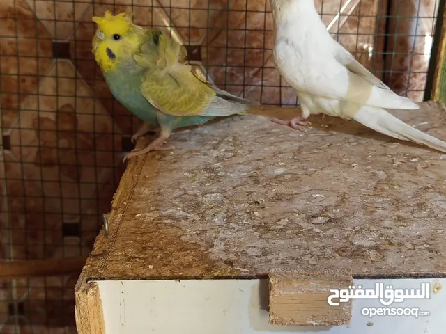 3 طيور حب 2طفحله 1نثيه للبيع السعر