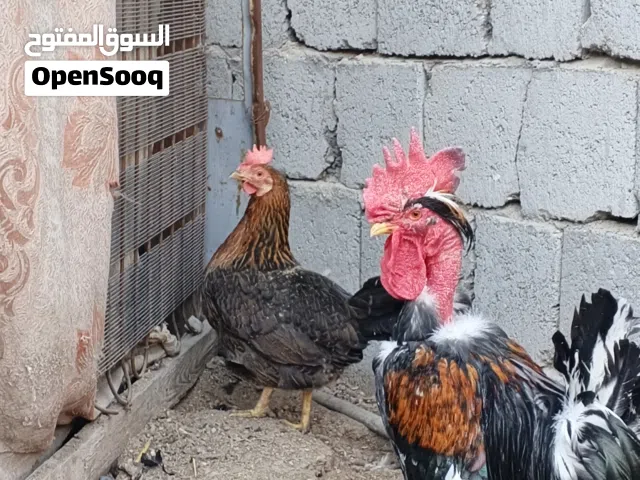 متاح دجاجه وديج للبيع