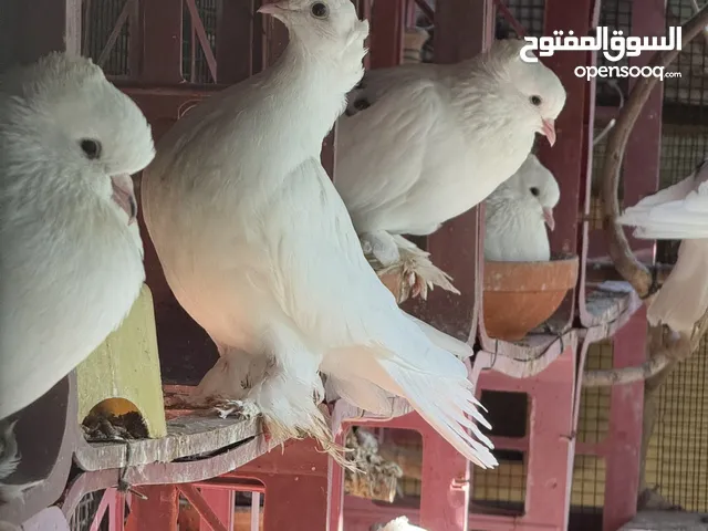 Healthy Pigeons