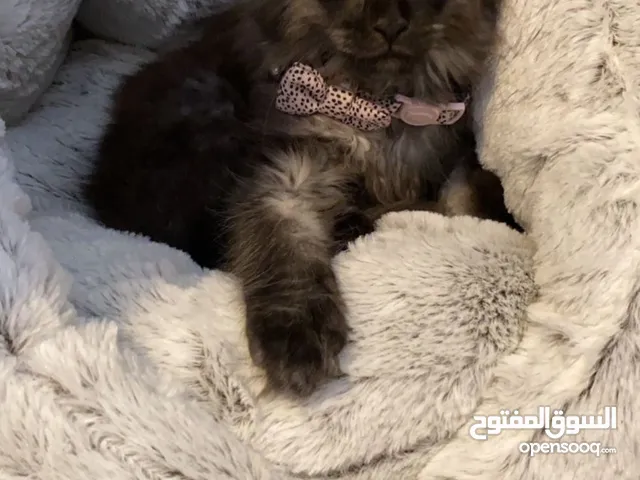 Maine Coon pure bread