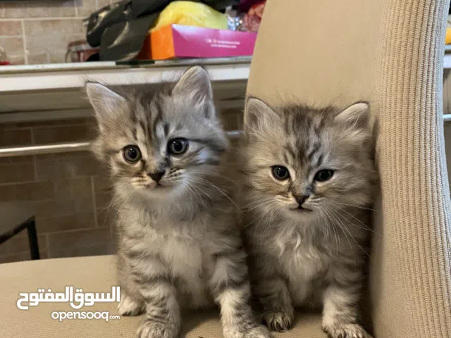 Kittens for Adoption