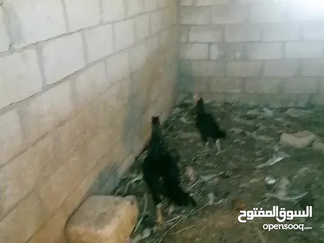 ديك وجاجه الماني اسود وجوز حبش اسود وحمام فرنسي و4 ديوك وز للبيع المفرق ثغره الجب