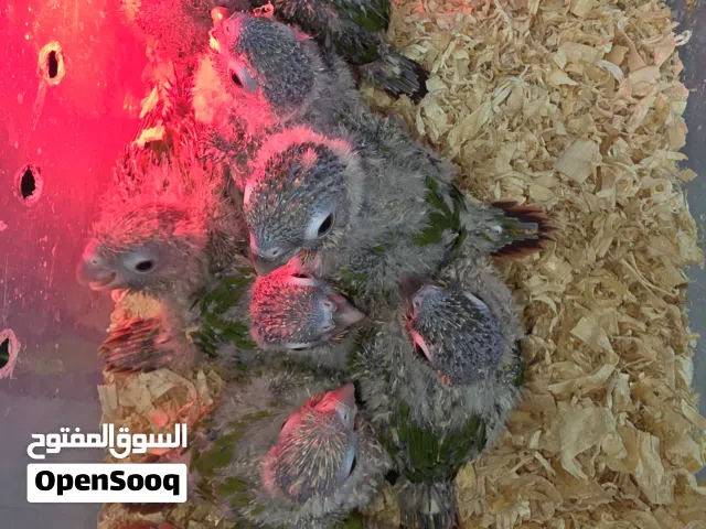 فروخ كنيور عمر شهر متعودين عالغر اليدوي