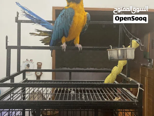 طير مكاو للبيع