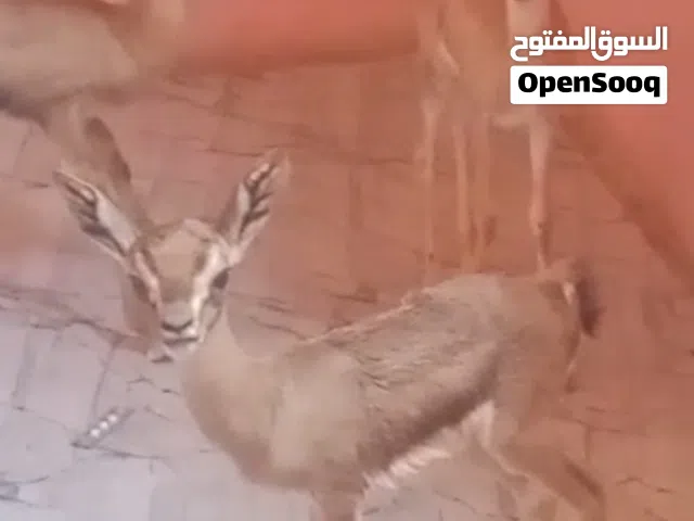 للبيع زوجين غزلان