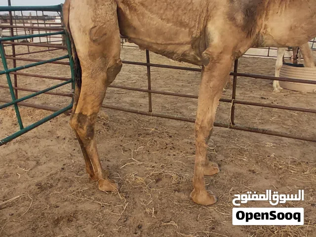 للبيع قعدان محليه فاخره
