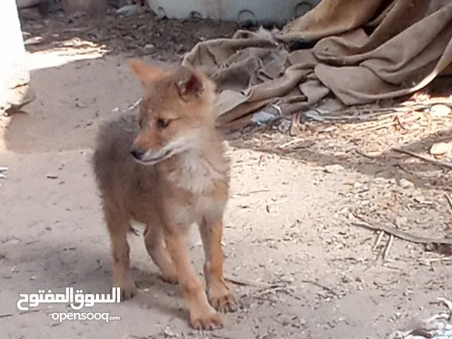ذيب صغير للبيع